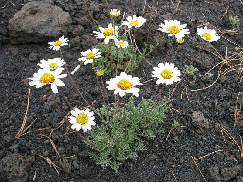 Anthemis aetnensis / Camomilla dellEtna